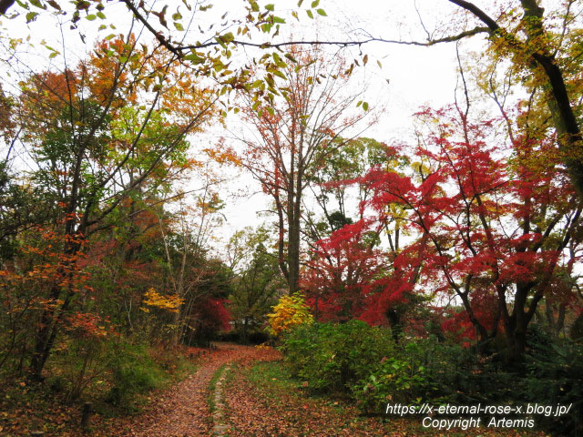 19.11.241 京都府立植物園 (182)