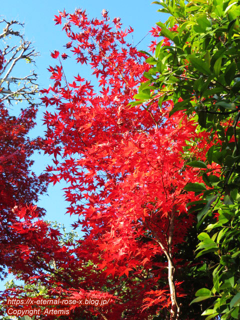 19.11.23.7 妙心寺 退蔵院  (90)