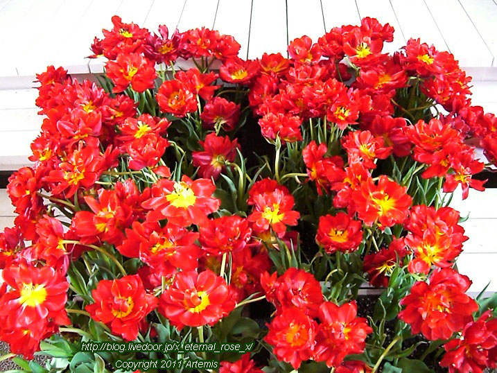 10.4.18 チューリップ四季彩館  (16)