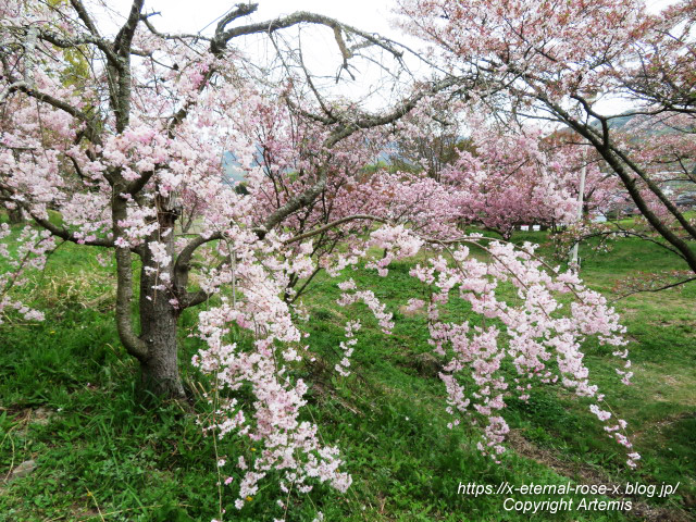 23.4.5 宗堂桜 (67)