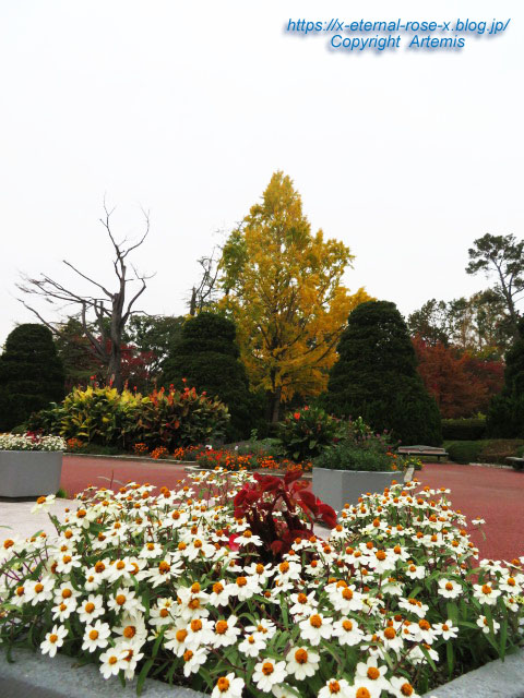 19.11.241 京都府立植物園 (154)