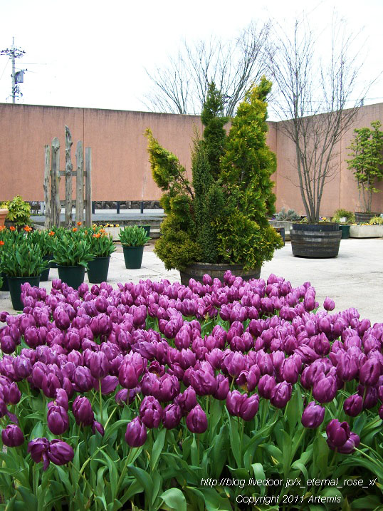 10.4.18 チューリップ四季彩館  (40)