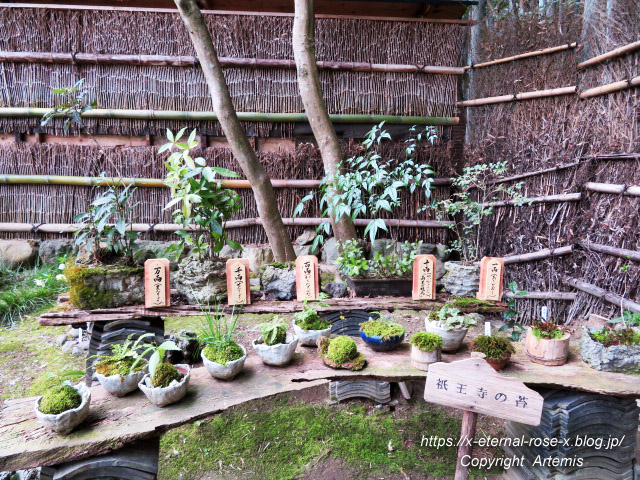 20.3.19.9 祇王寺  (27)