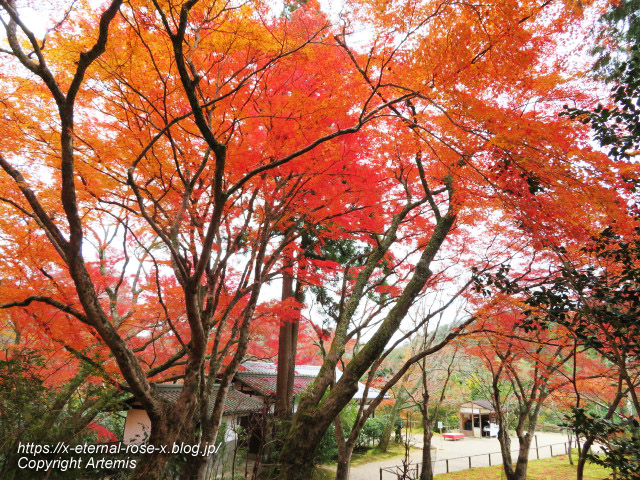 19.11.27 高雄 神護寺  (139)