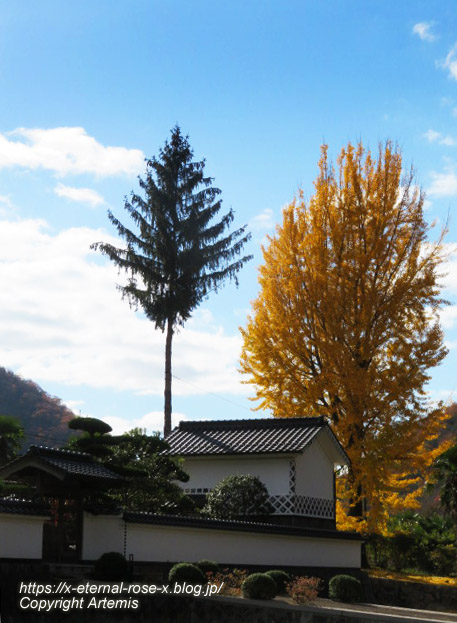 20.11.21.4朝日堂 (3)