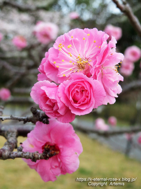 22.3.30.5 長岡公園  (36)