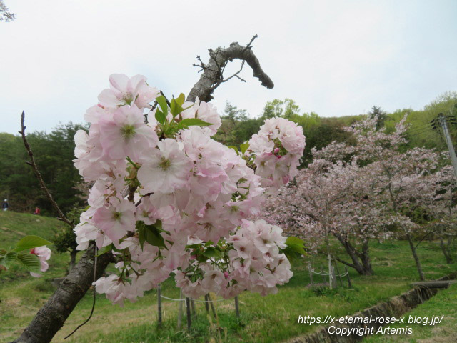 23.4.5 宗堂桜 (21)