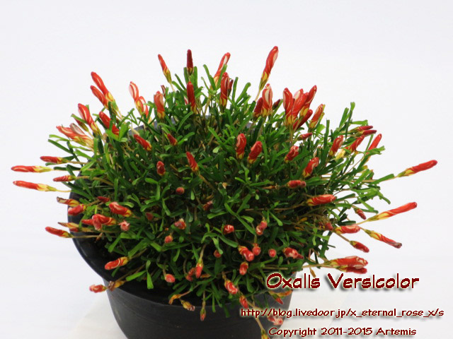 27 オキザリス パーシカラー  (2)