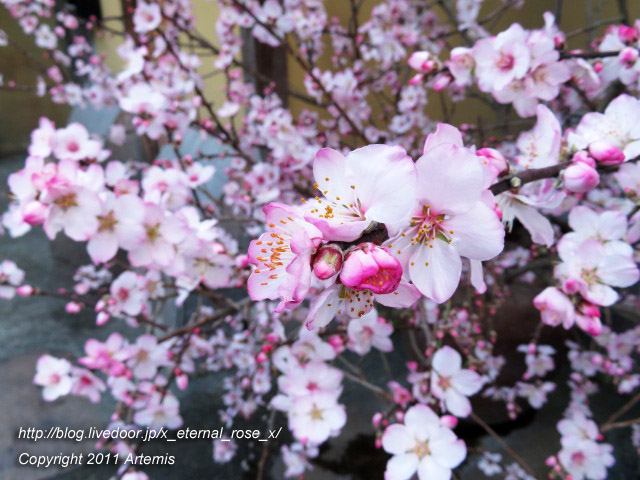 20.3.19.4 京福電鉄嵐山駅 (22)