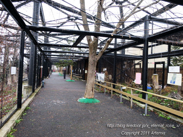 18.11.22.10 旭山動物園  (4)