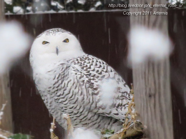 18.11.22.15 旭山動物園  (4)
