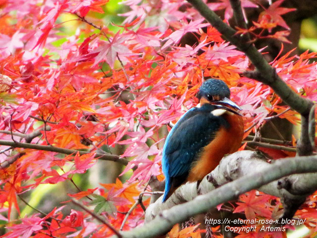 19.11.241 京都府立植物園 (42)