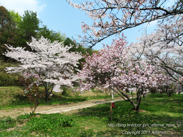 20.4.8 宗堂桜  (43)