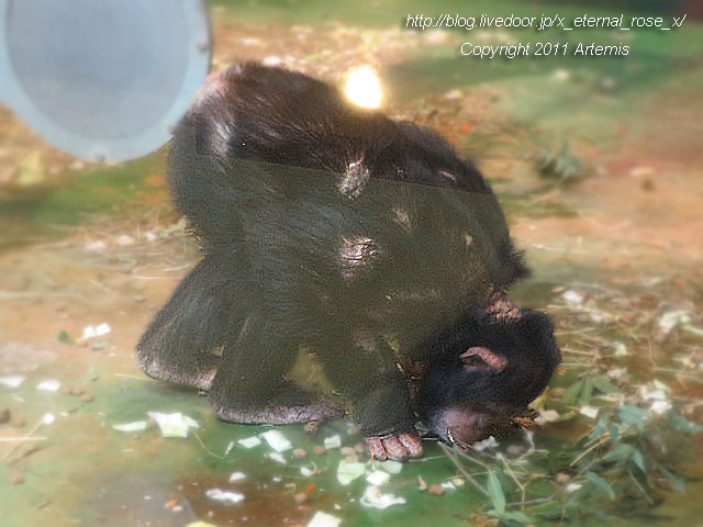 18.11.22.12 旭山動物園  (10)