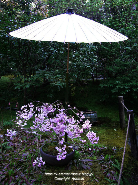 09.4.11.5. 祇王寺  (10)