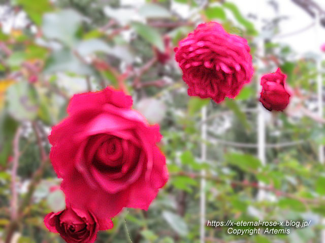 19.11.241 京都府立植物園 (130)