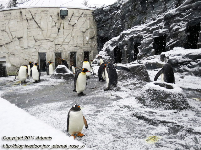 18.11.22.18 旭山動物園  (38)