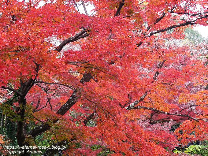 19.11.241 京都府立植物園 (201)