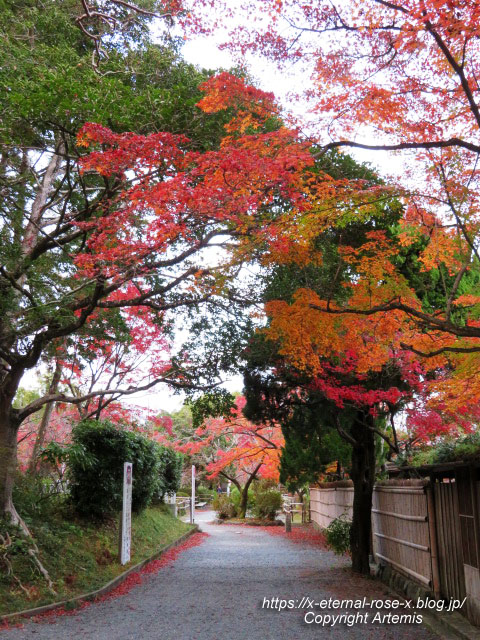 19.11.26.4 長岡天神 (68)