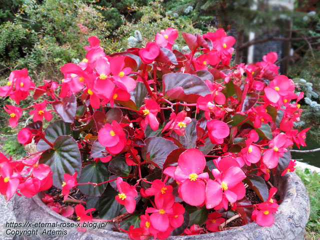 19.11.241 京都府立植物園 (157)
