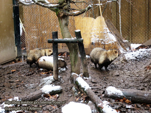 18.11.22.11 旭山動物園  (12)