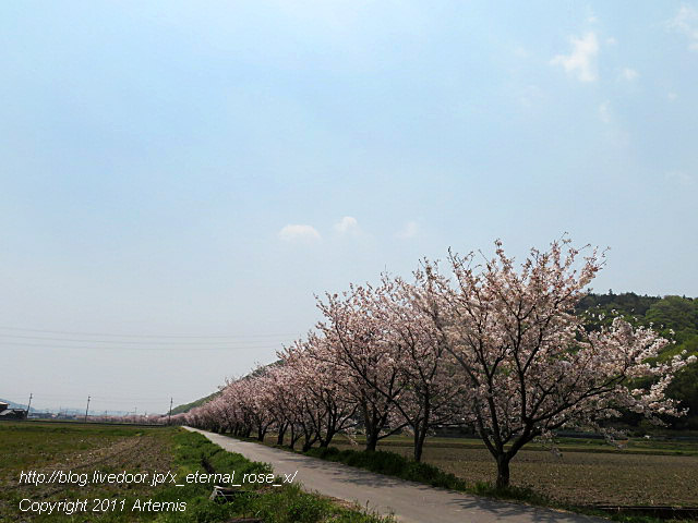 20.4.8.3 瀬戸町大内 桜  (3)