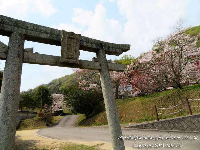 20.4.8.1 素盞嗚神社  宗堂桜 (11)