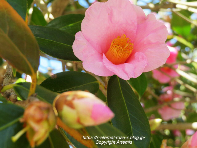 23.3.2.3 長岡公園 梅園 (3)