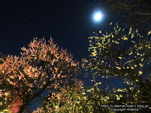 23.3.3. 北野天満宮 (36)