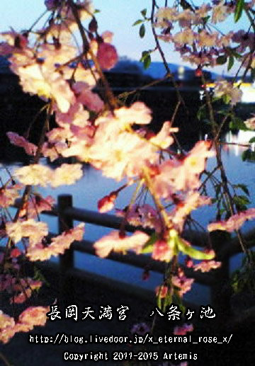 1 長岡天満宮 (4)