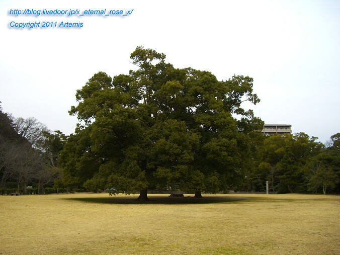 11.2.20 栗林公園 (52)