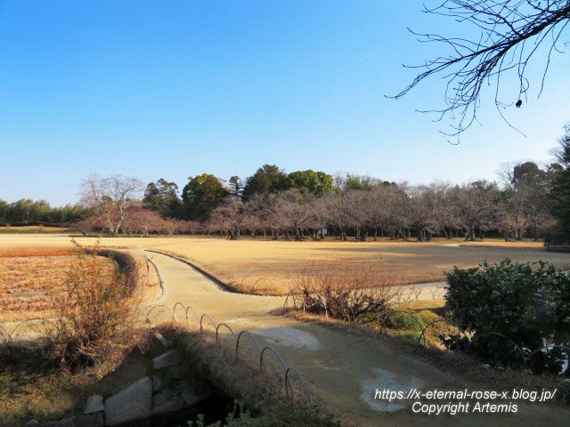 23.1.1 岡山後楽園  (93)