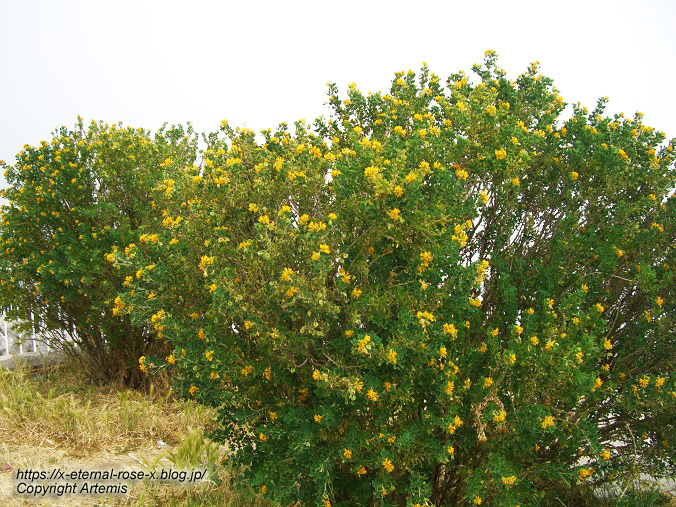 11.5.31.8 モンテソラーロ ソラ―ロ山 展望台  (5)