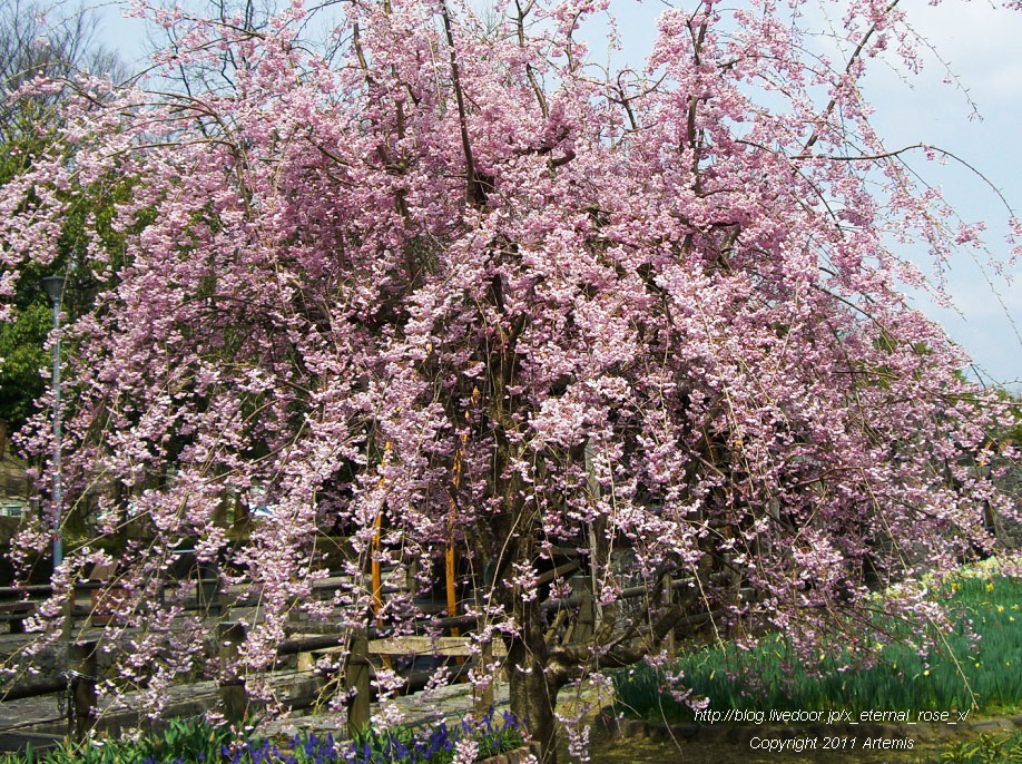 10.4.18 チューリップ四季彩館  (8)