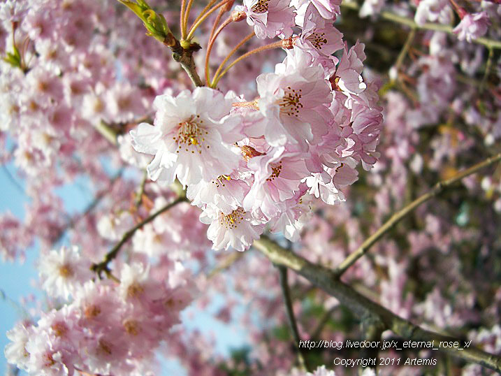 10.4.18 チューリップ四季彩館  (7)