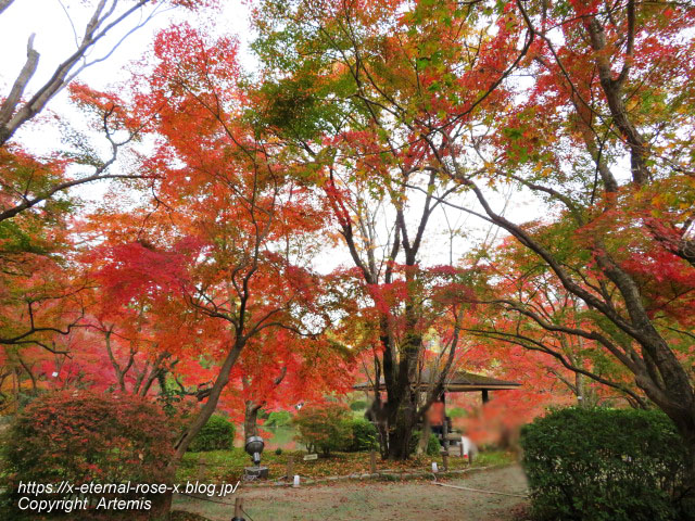 19.11.241 京都府立植物園 (57)