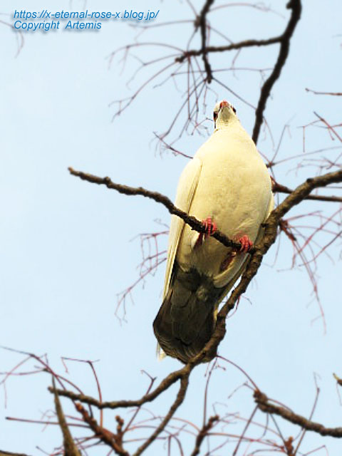 22.3.30.7 八条ケ池 長岡天満宮  (32)