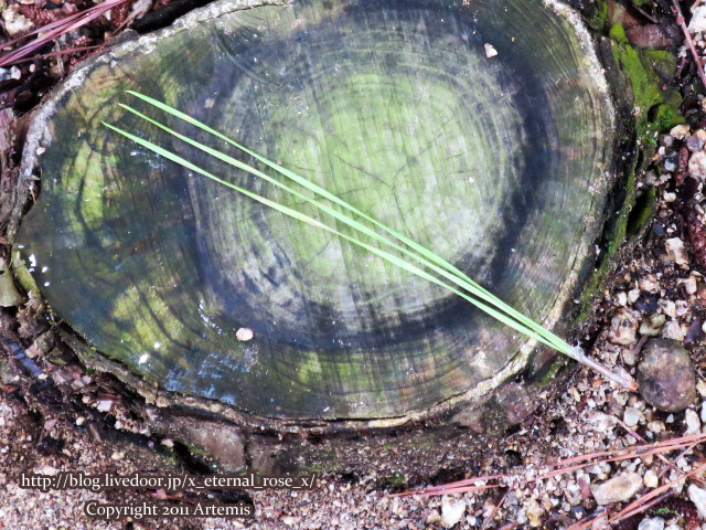 18.9.23.1 窪八幡宮  (23)