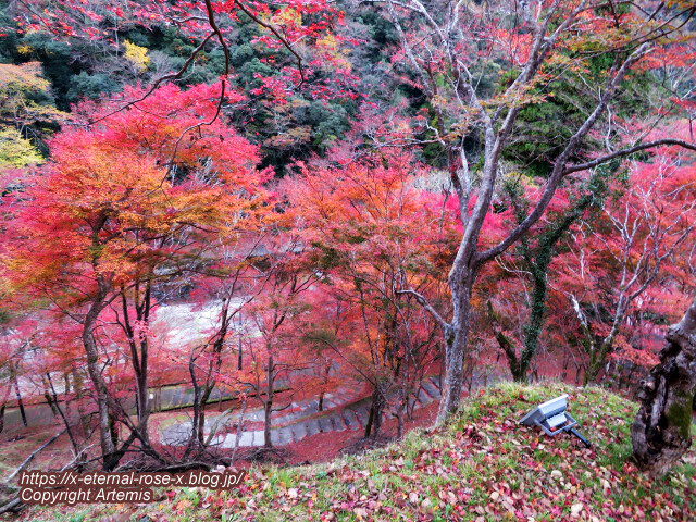 19.11.27 高雄 神護寺 (8)
