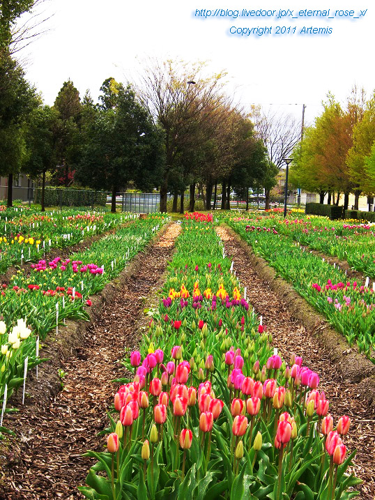 10.4.21 チューリップ四季彩館 (17)