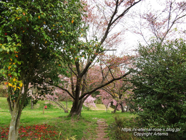 23.4.5 宗堂桜 (38)