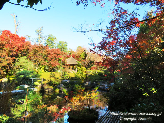 19.11.23.7 妙心寺 退蔵院  (64)