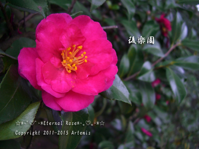 1 後楽園  (46)