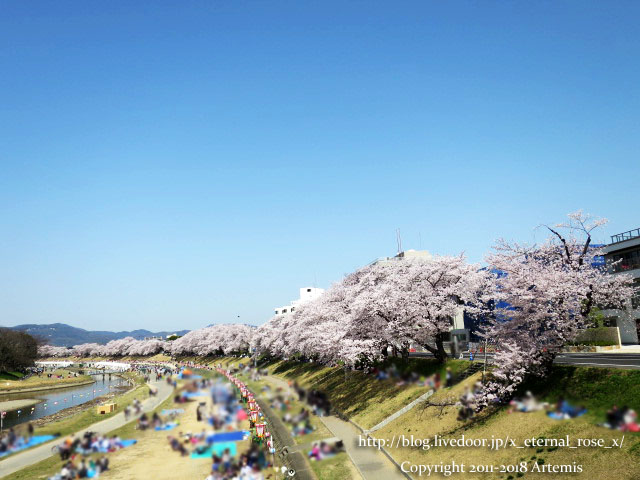 岡山さくらカーニバル 旭川さくらみち 18 Eternal Rose エターナルローズ 岡山さくらカーニバル 旭川さくらみち 18 Eternal Rose エターナルローズ