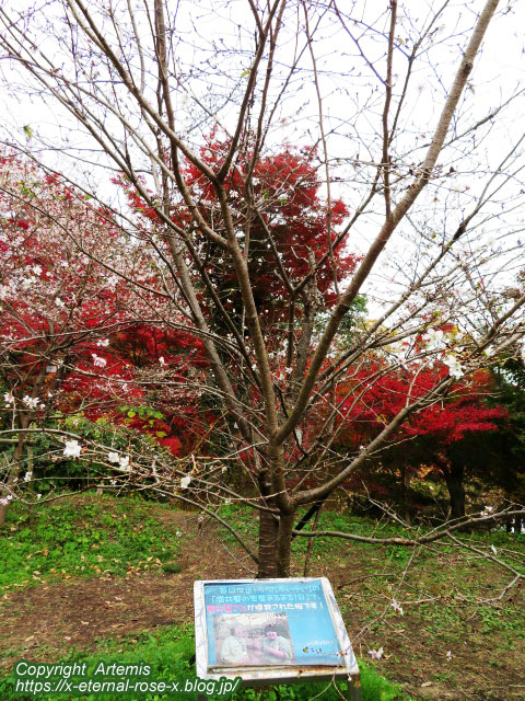 19.11.241 京都府立植物園 (72)