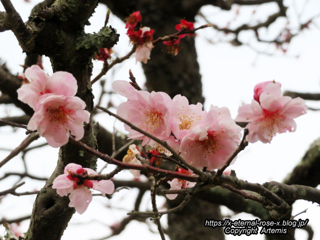 22.3.30.5 長岡公園  (41)