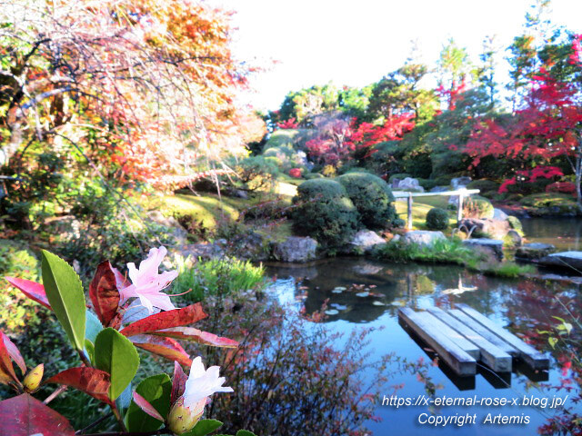 19.11.23.7 妙心寺 退蔵院  (75)