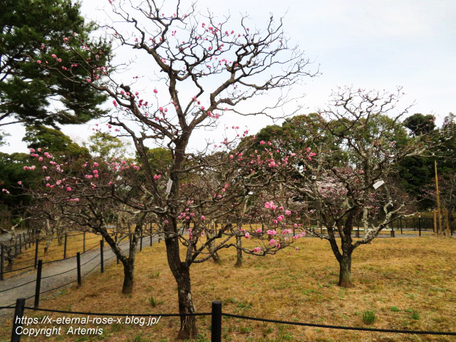 22.3.30.5 長岡公園  (21)