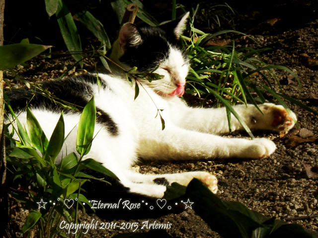 21 吉備津神社  (15)