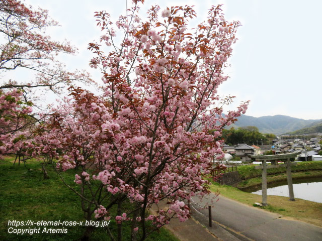 23.4.5 宗堂桜 (45)